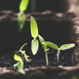 Seedling
